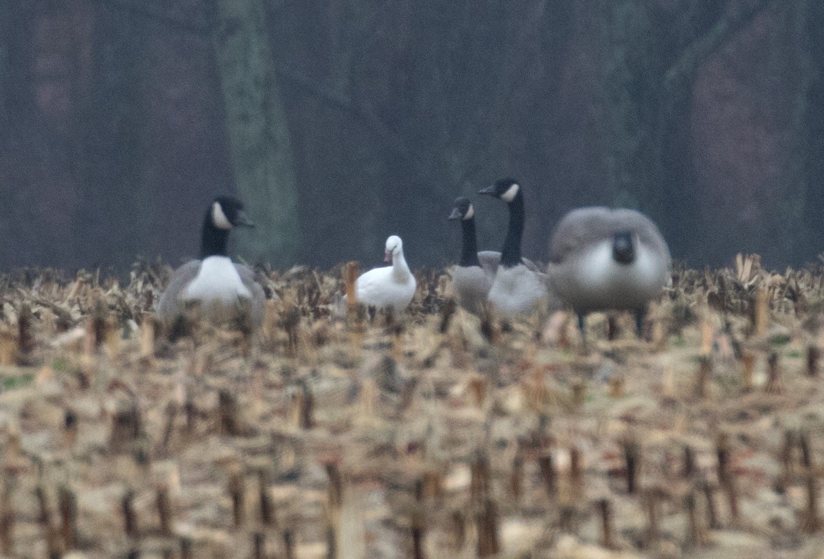 eBird Checklist 3 Dec 2023 1946 Grafton Shop Rd. (private property