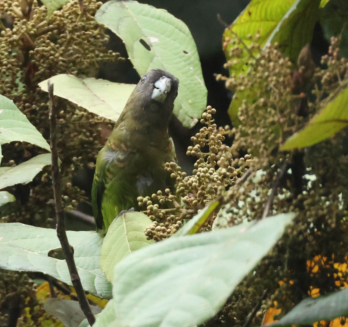 Оливковый попугай - ML611829646