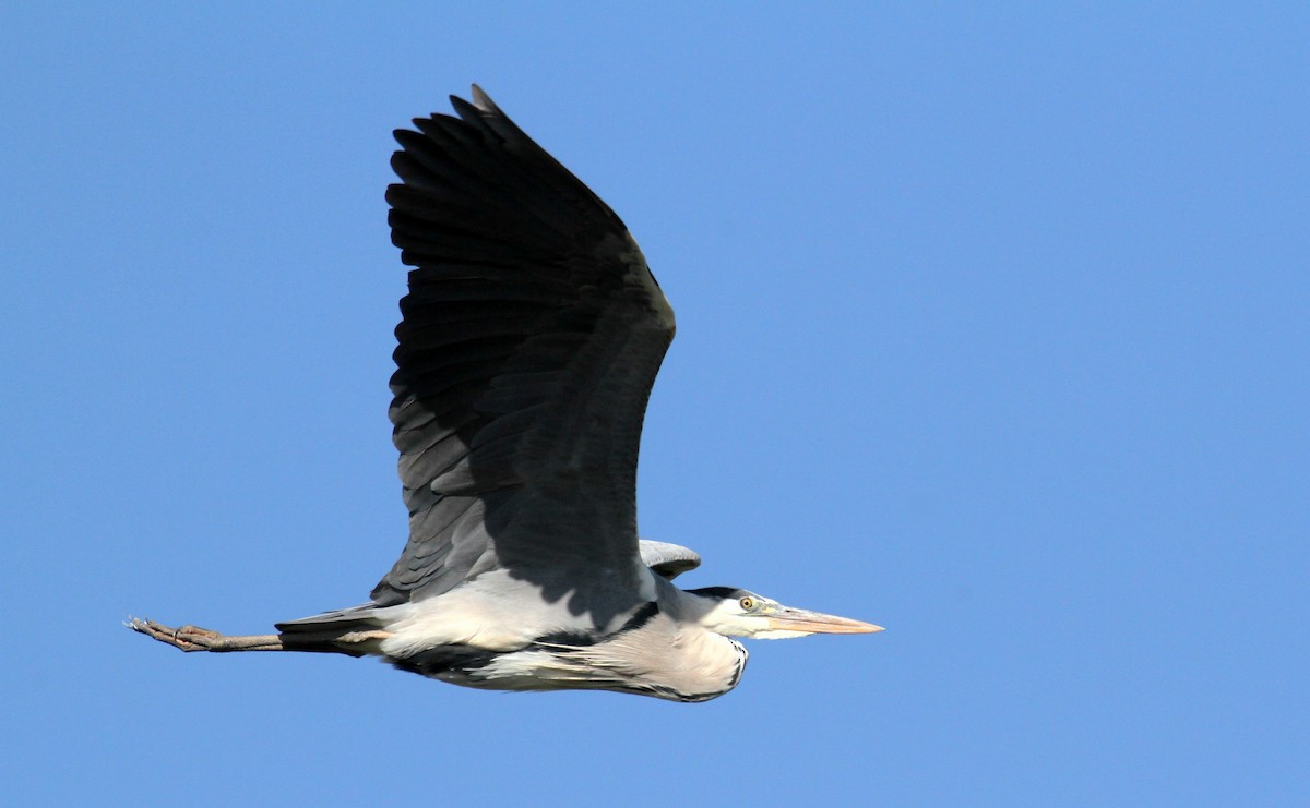 Gray Heron - yuda siliki