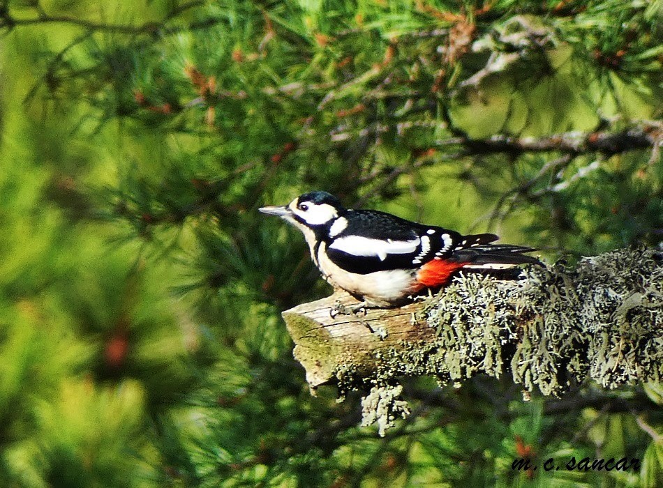 Great Spotted Woodpecker - Mustafa Coşkun  Sancar