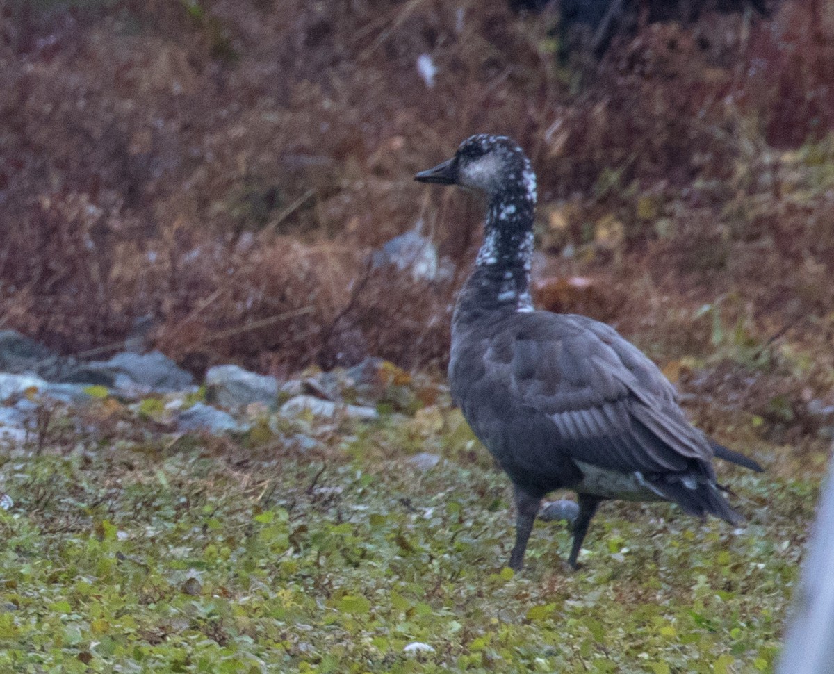 Snow x Canada Goose (hybrid) - ML611830076