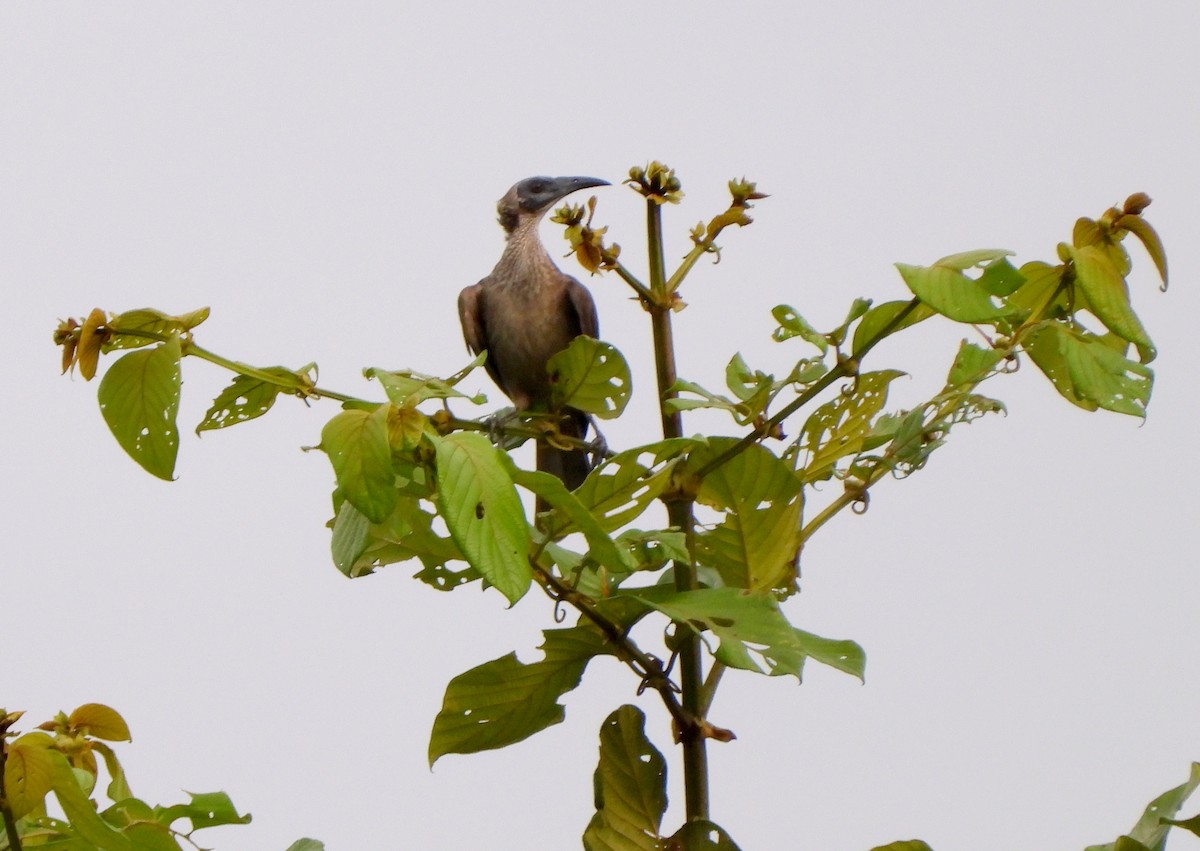 Helmeted Friarbird (New Guinea) - ML611830202