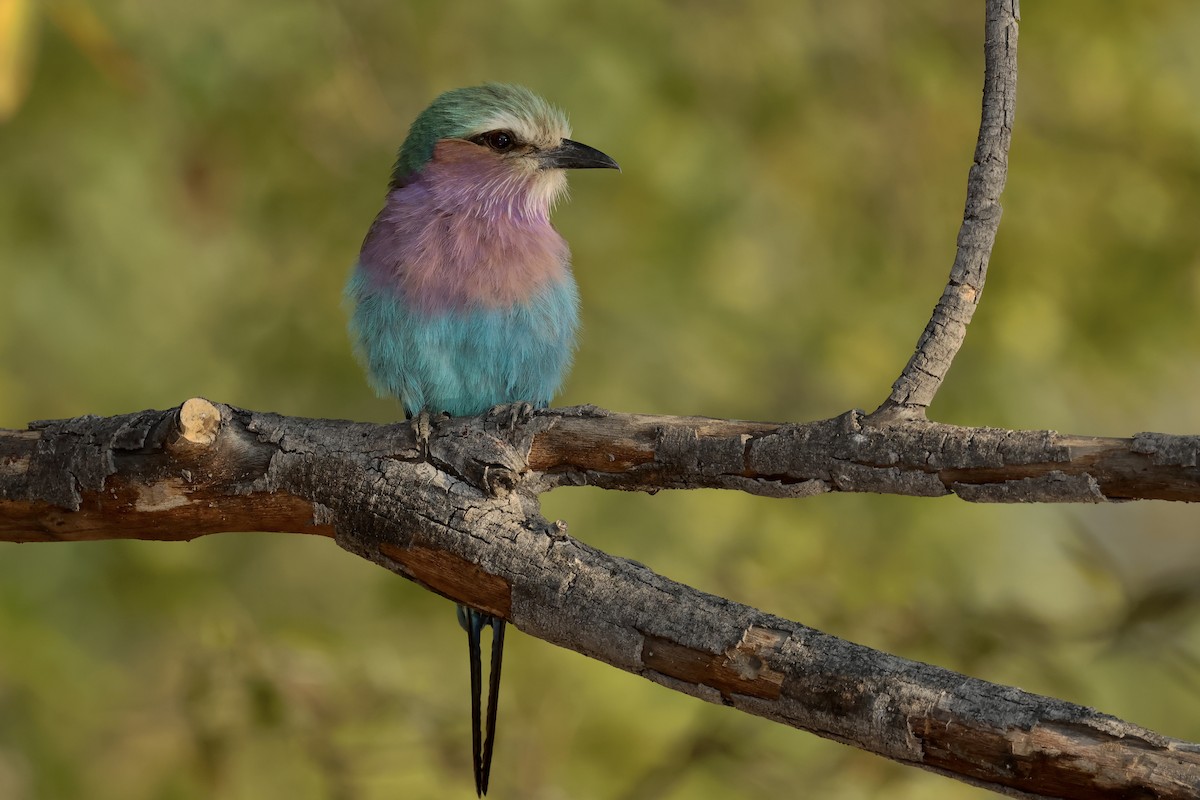 Lilac-breasted Roller - ML611830376