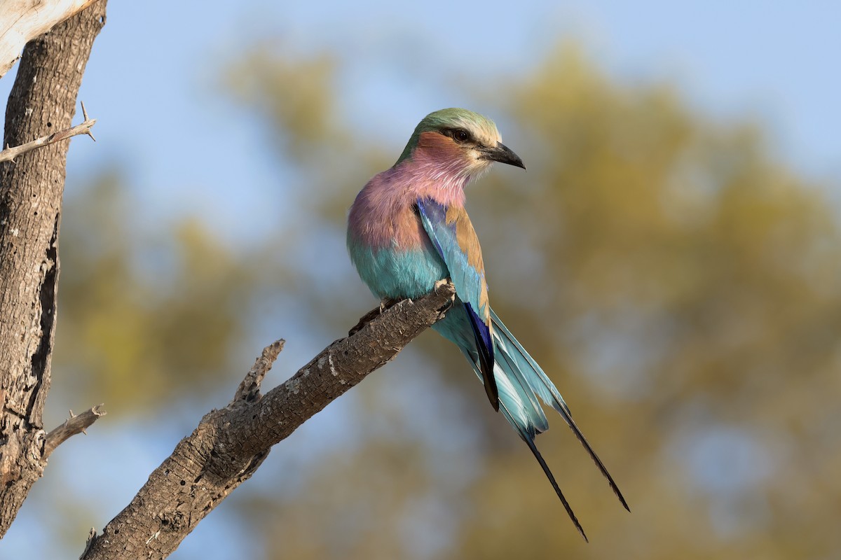 Lilac-breasted Roller - ML611830391