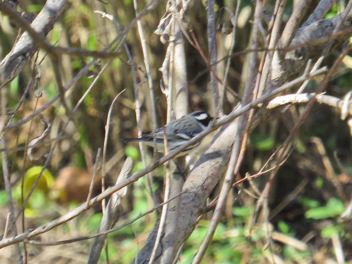 Black-throated Gray Warbler - ML611830414