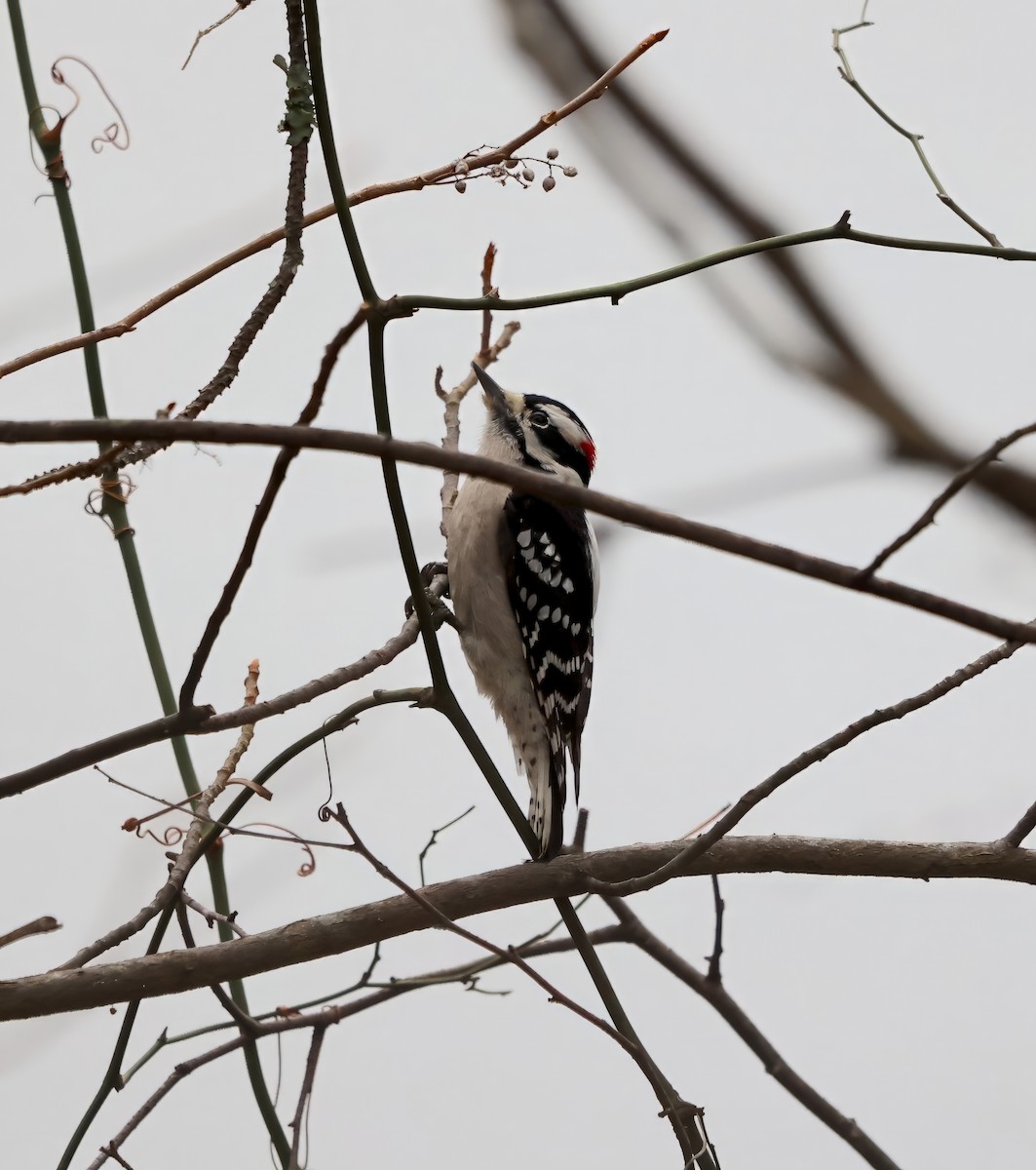 Downy Woodpecker - ML611830521