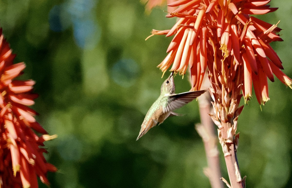 Allen's Hummingbird - ML611830545