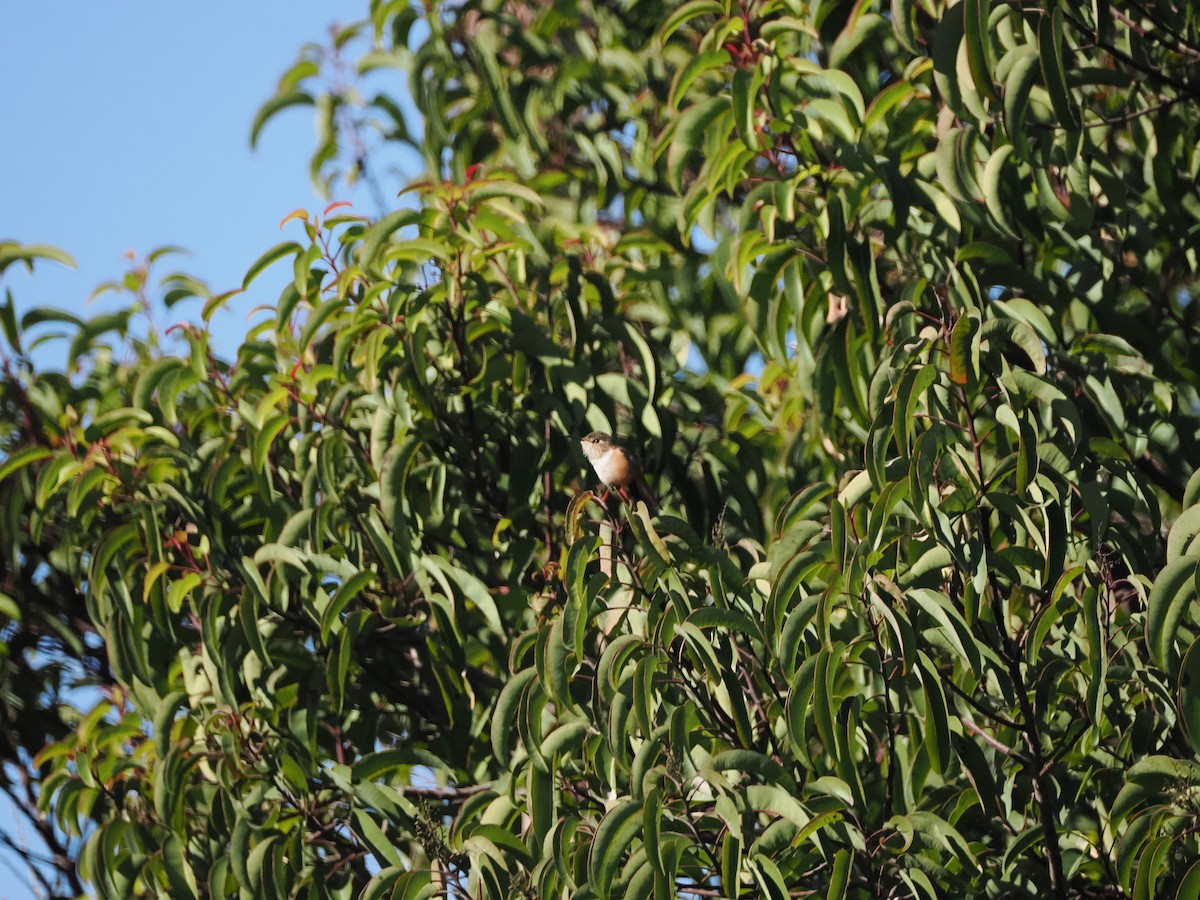 Allen's Hummingbird - ML611830547