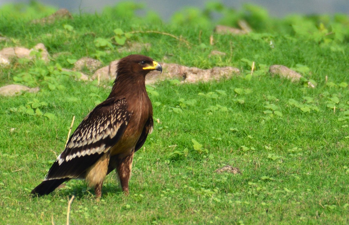 Greater Spotted Eagle - ML611830555