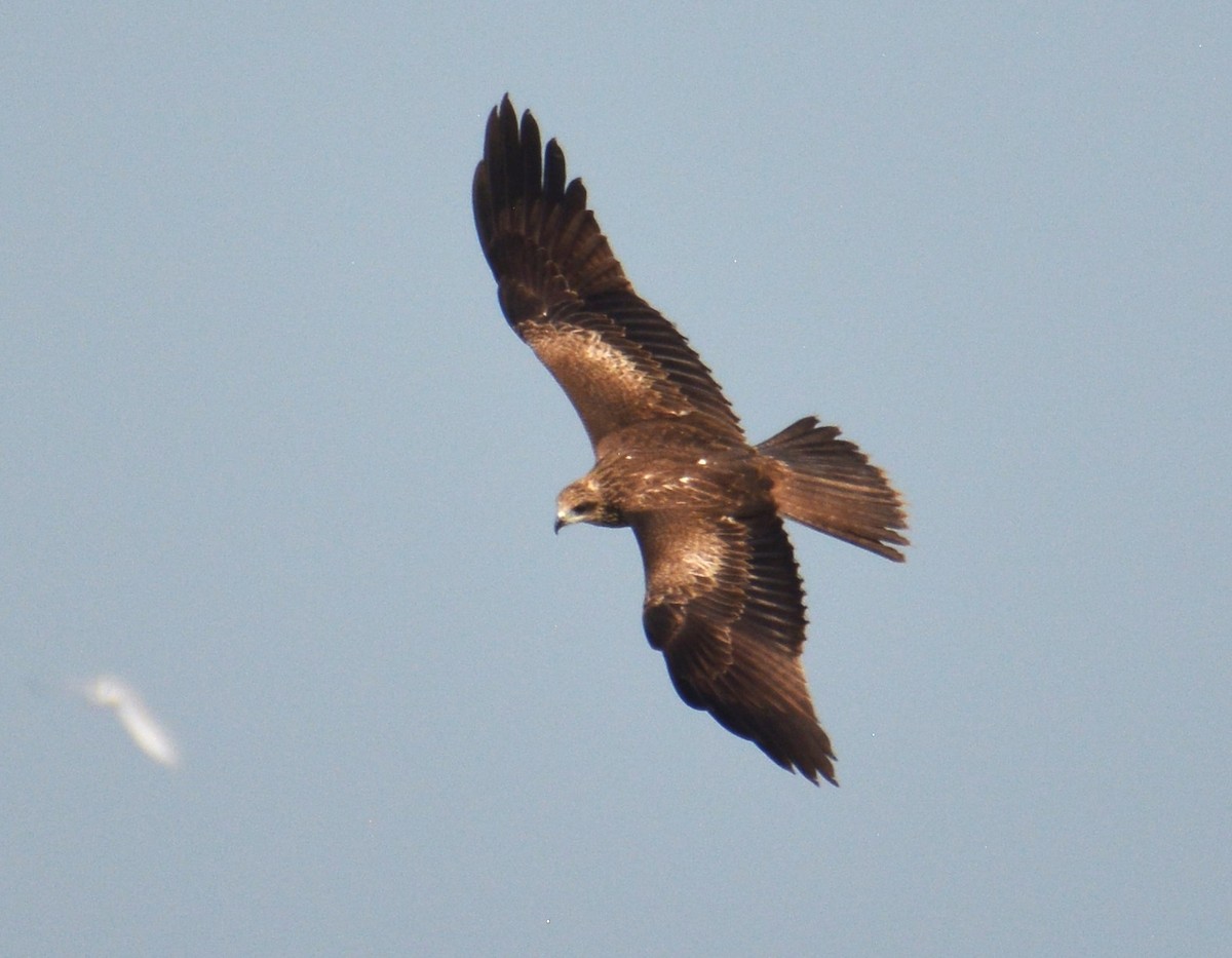 Black Kite (Black-eared) - ML611830579