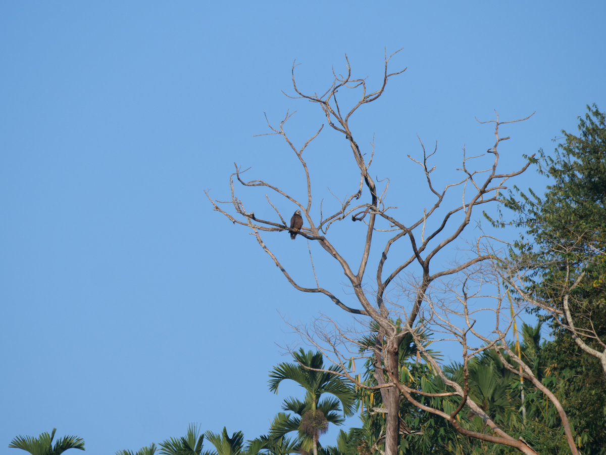 Crested Serpent-Eagle - ML611830927