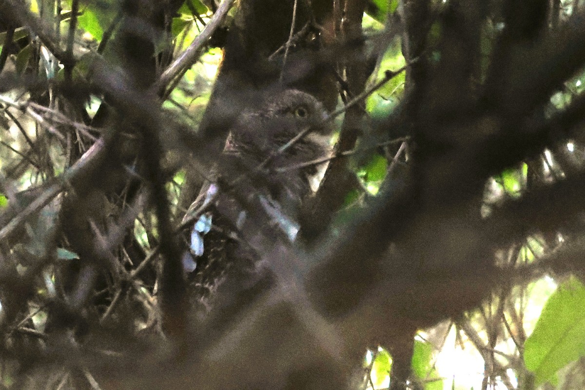 African Barred Owlet (Bar-fronted) - ML611831368