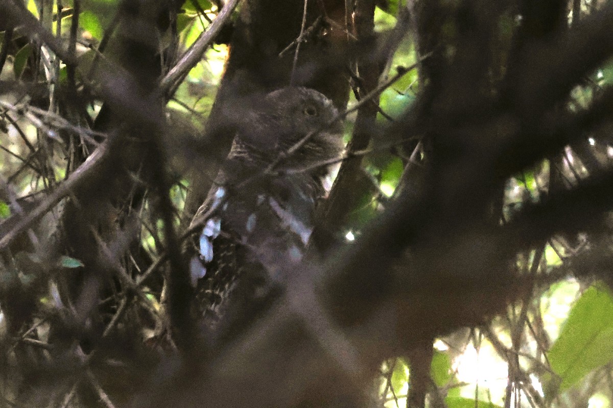 African Barred Owlet (Bar-fronted) - ML611831369