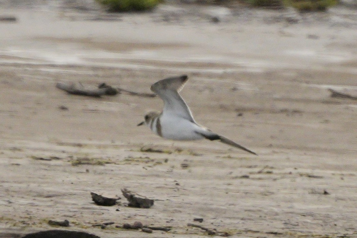 Collared Plover - ML611831487
