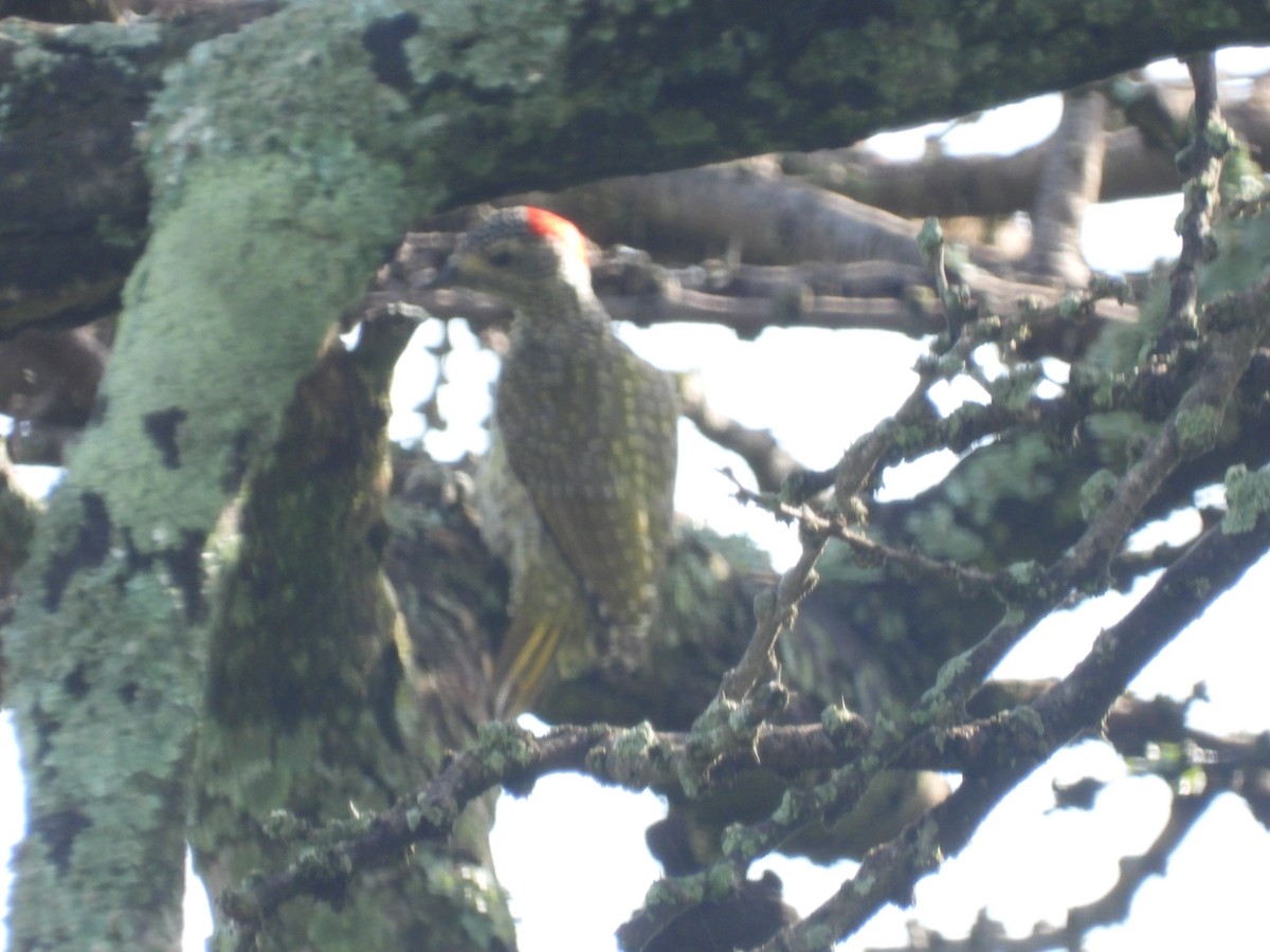 Green-backed Woodpecker - ML611831617