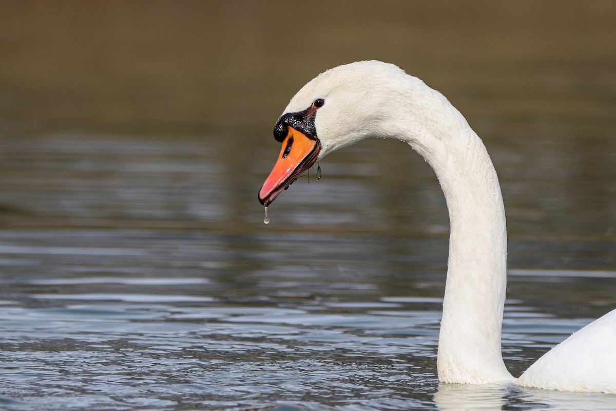 Mute Swan - Matthew Plante