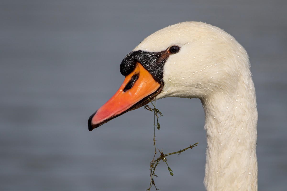 Mute Swan - Matthew Plante
