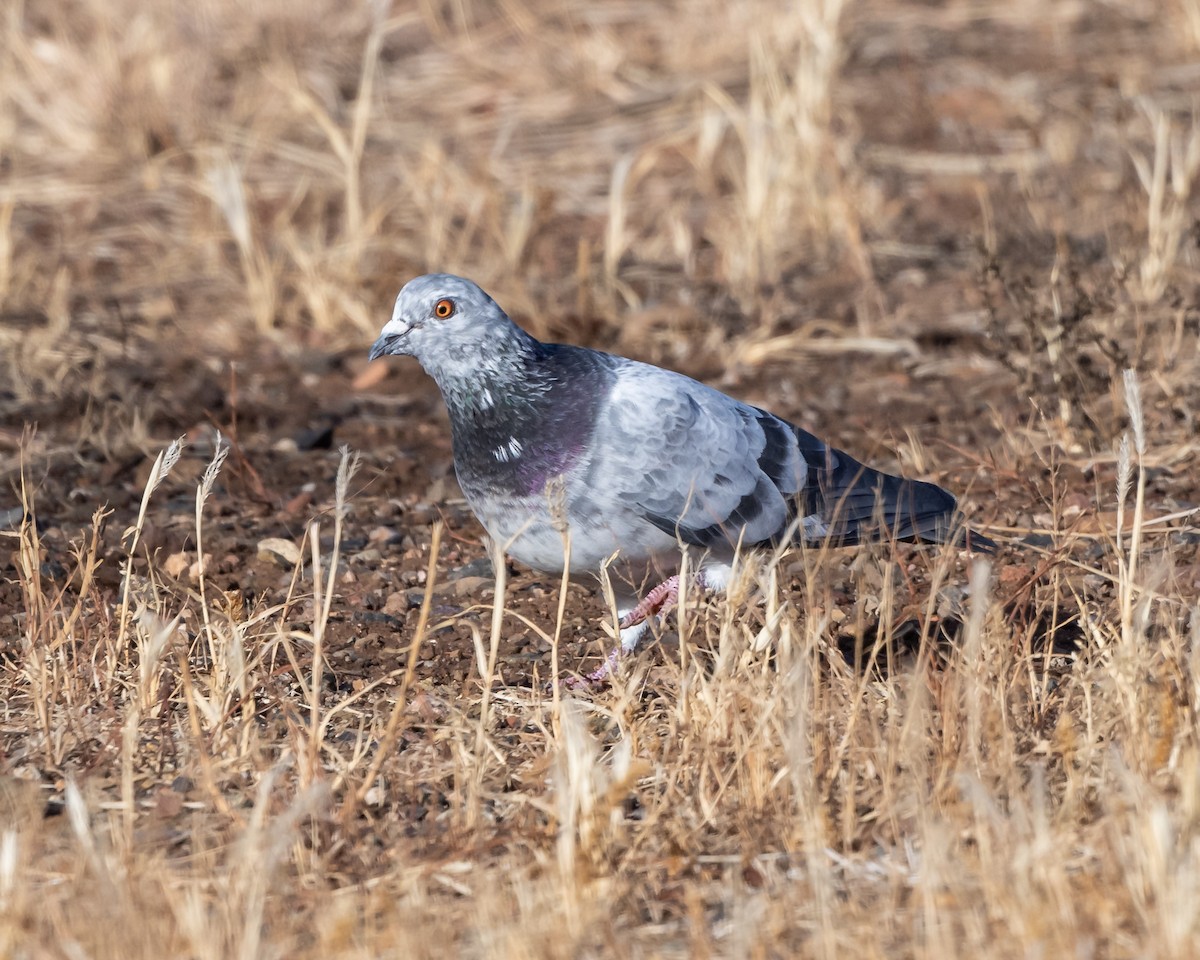 Rock Pigeon (Feral Pigeon) - ML611831990