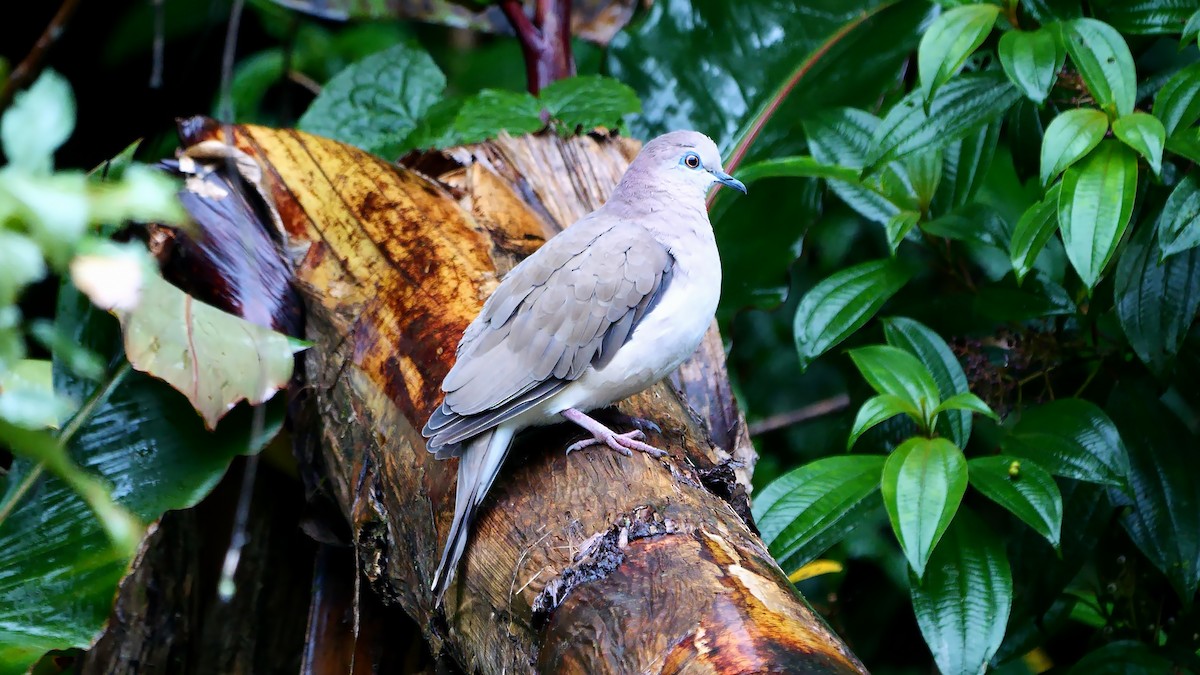 White-tipped Dove (White-tipped) - ML611832097