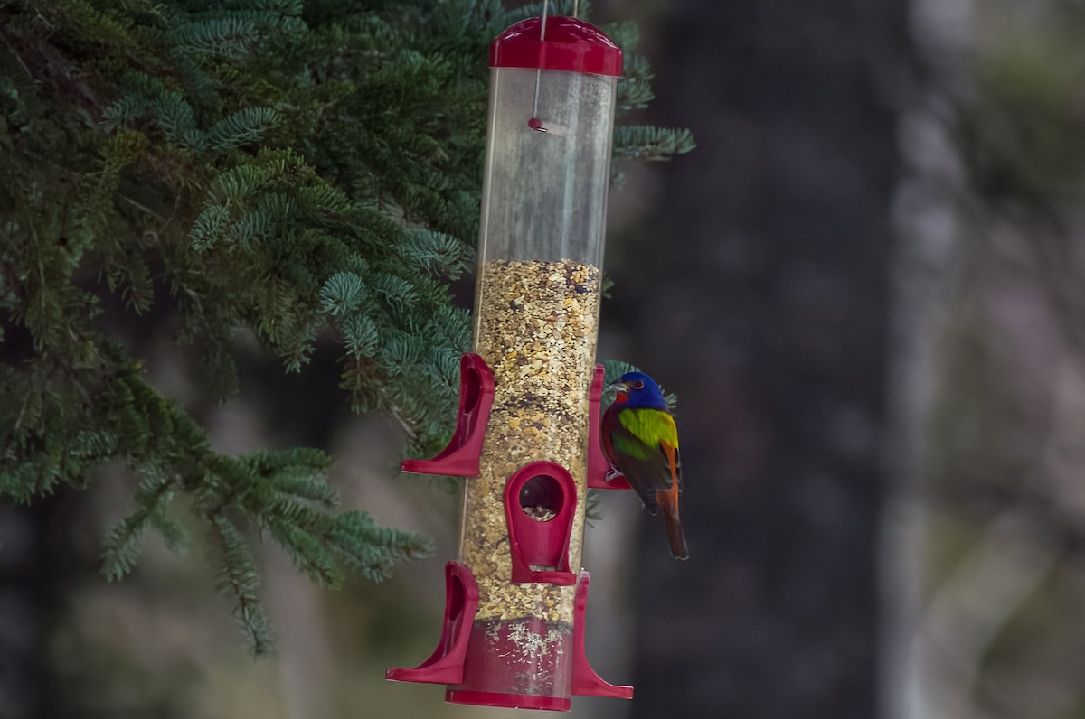 Painted Bunting - ML611832666