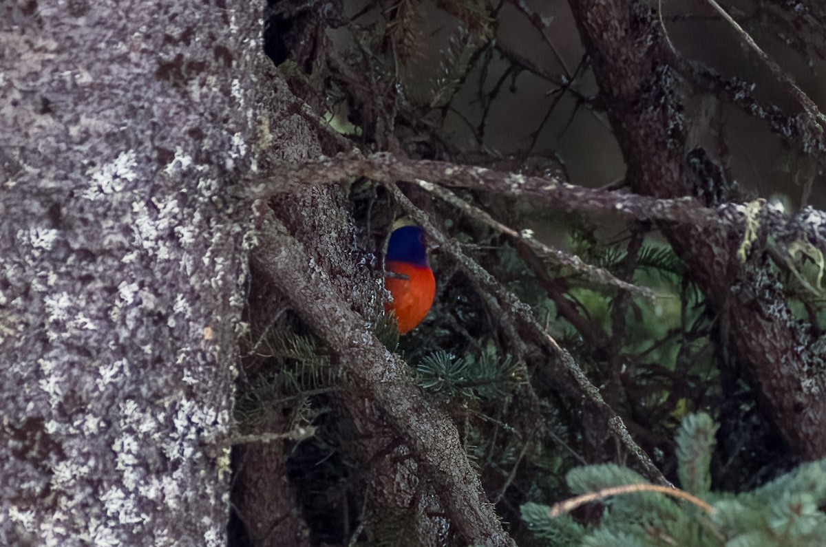 Painted Bunting - ML611832669