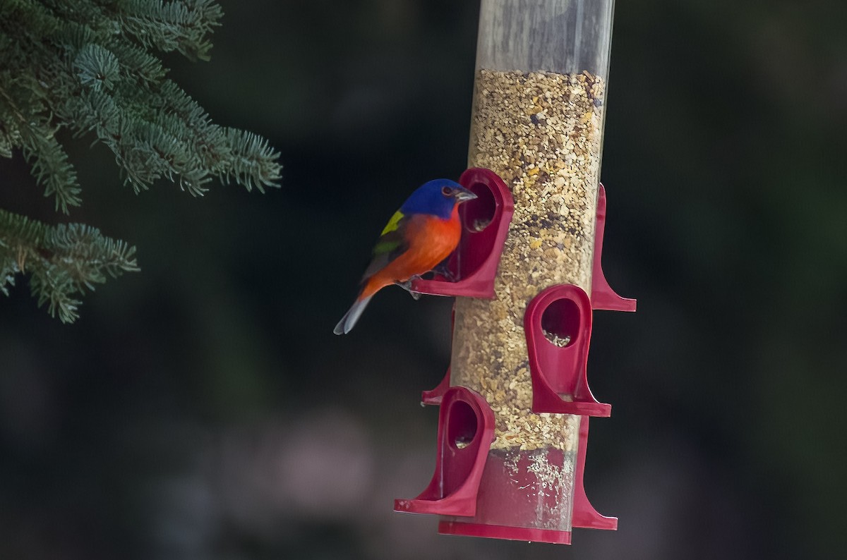Painted Bunting - ML611832670