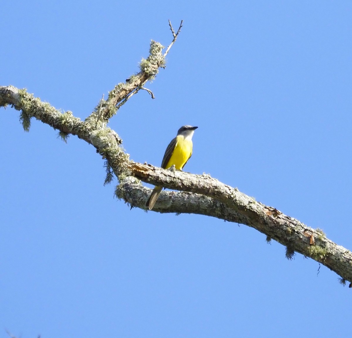 Couch's Kingbird - Jim Eager