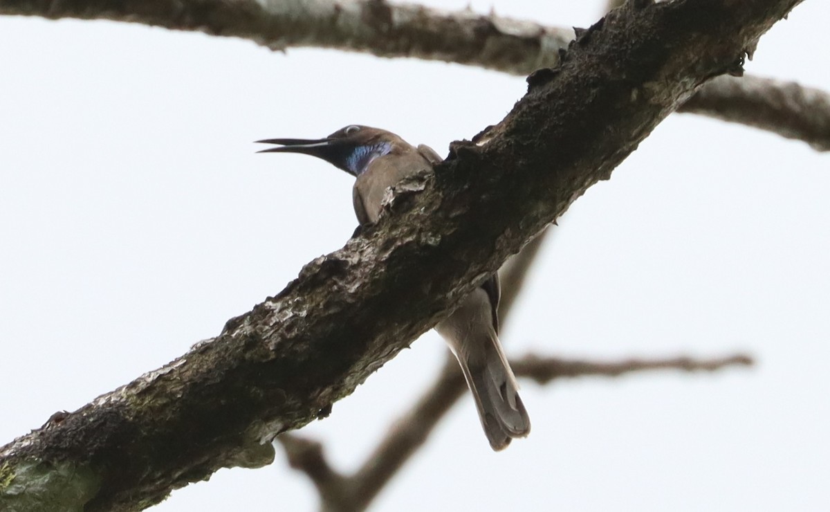 Blue-throated Brown Sunbird - Marc Languy