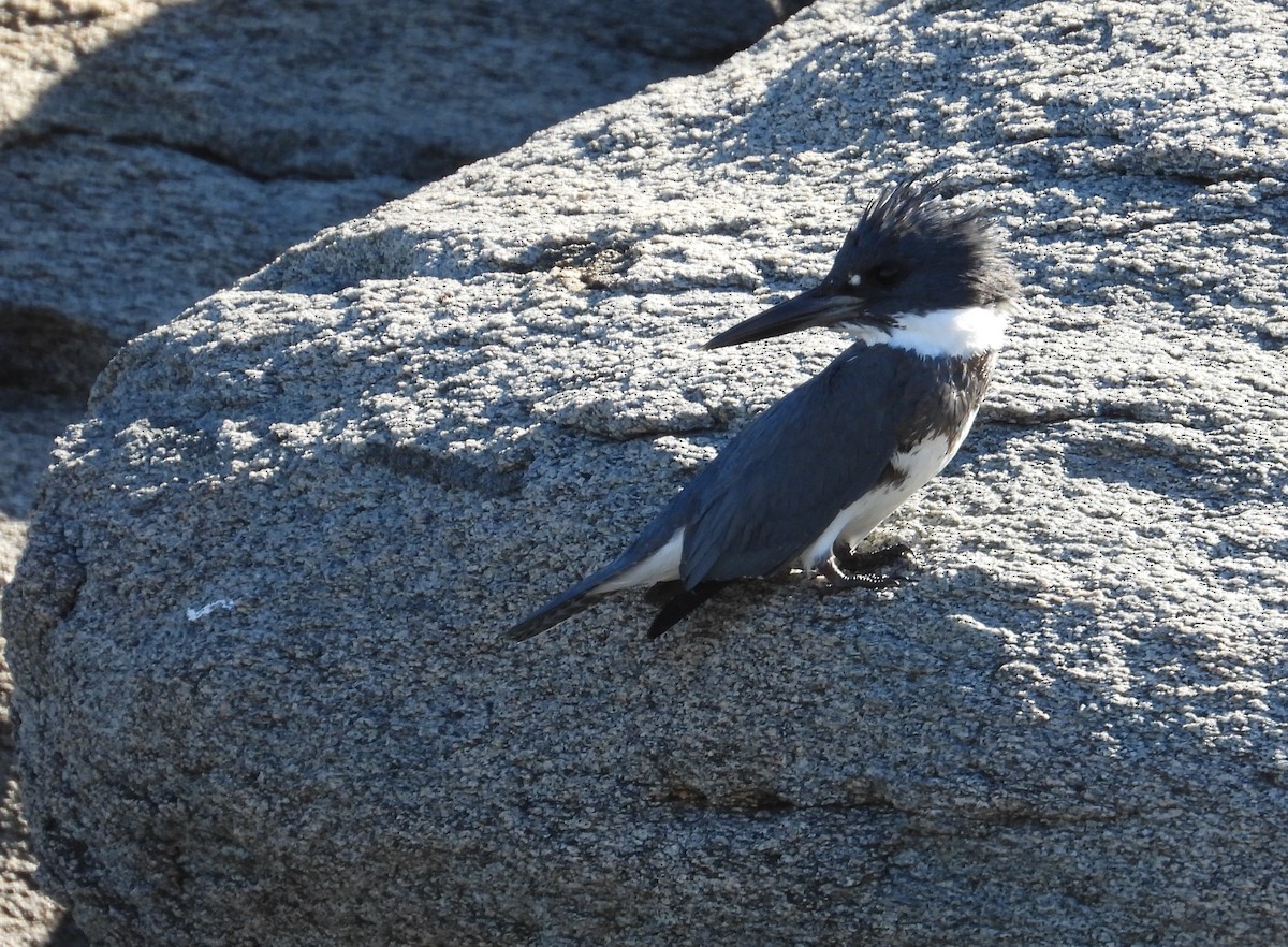 Belted Kingfisher - ML611833350