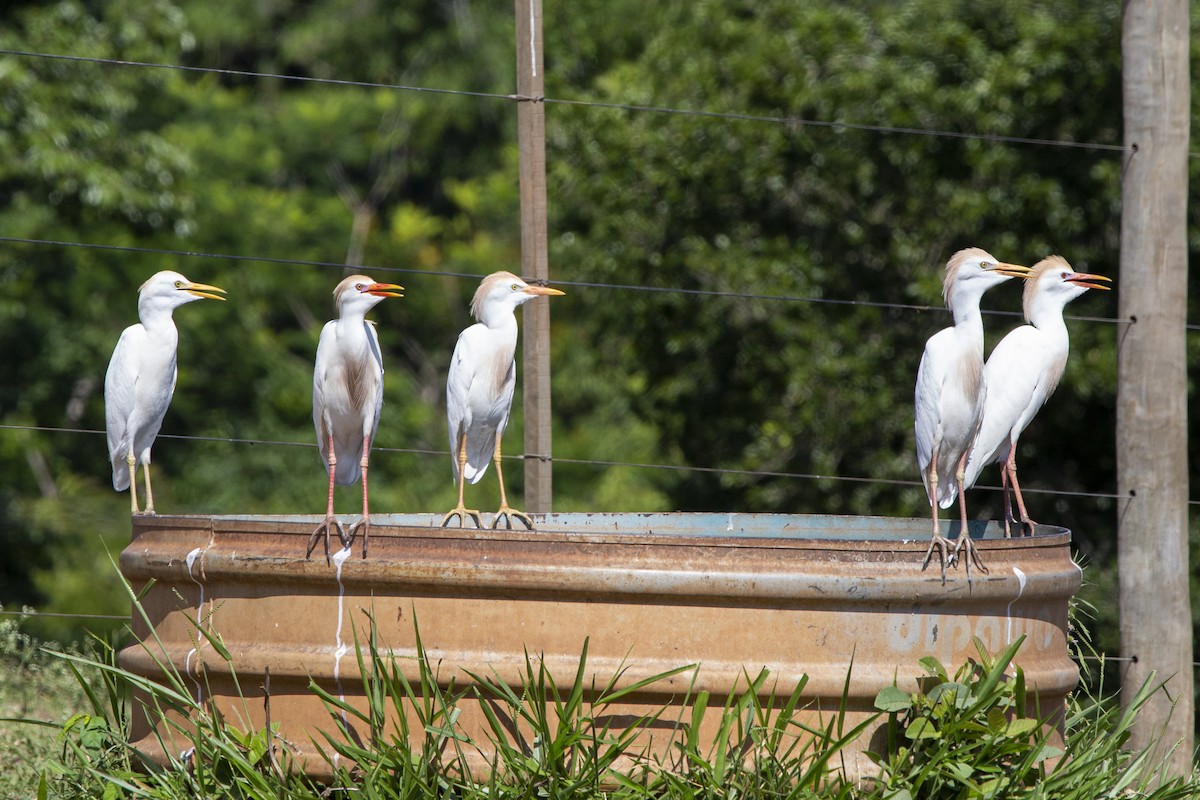 Чапля єгипетська (підвид ibis) - ML611833372
