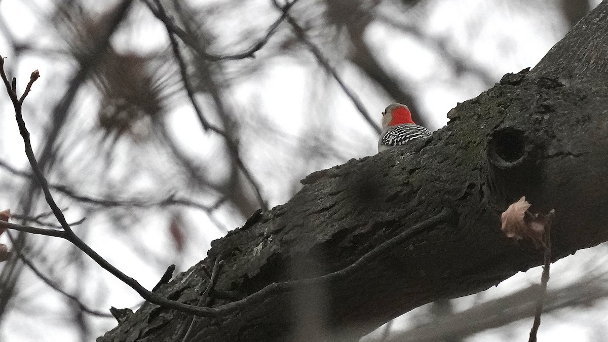 Red-bellied Woodpecker - ML611833872