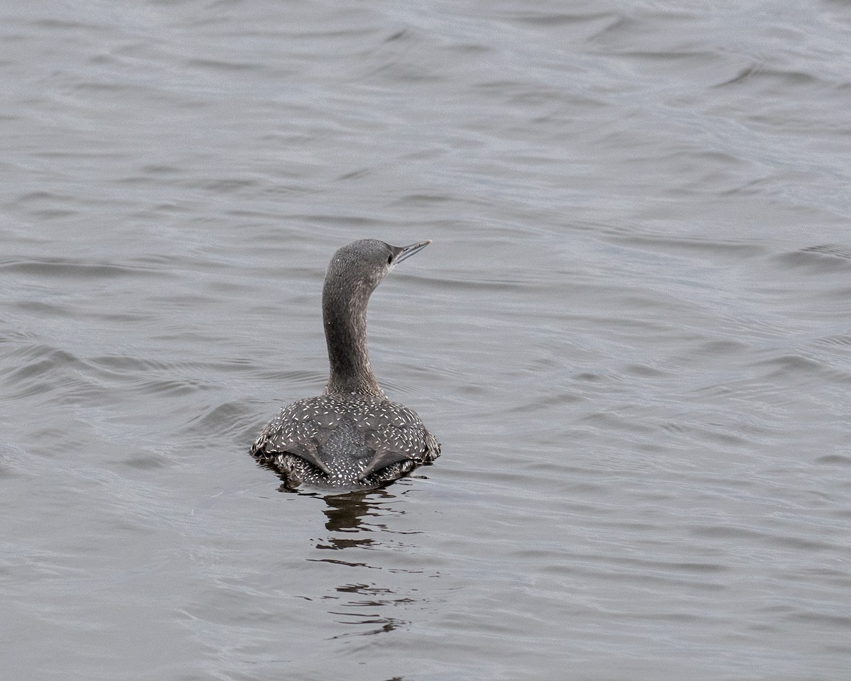 Red-throated Loon - ML611833904