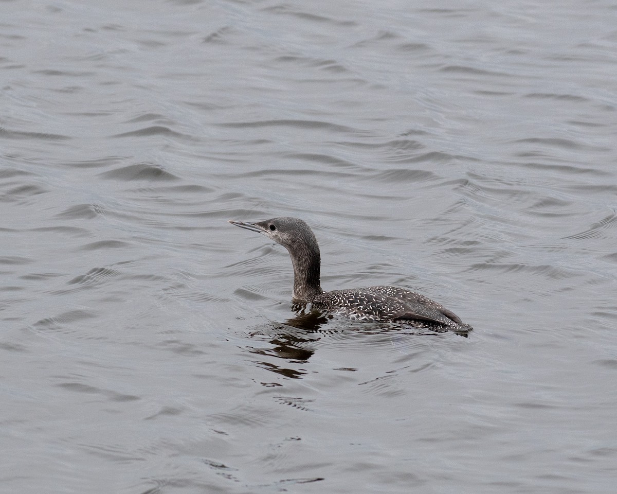 Red-throated Loon - ML611833905