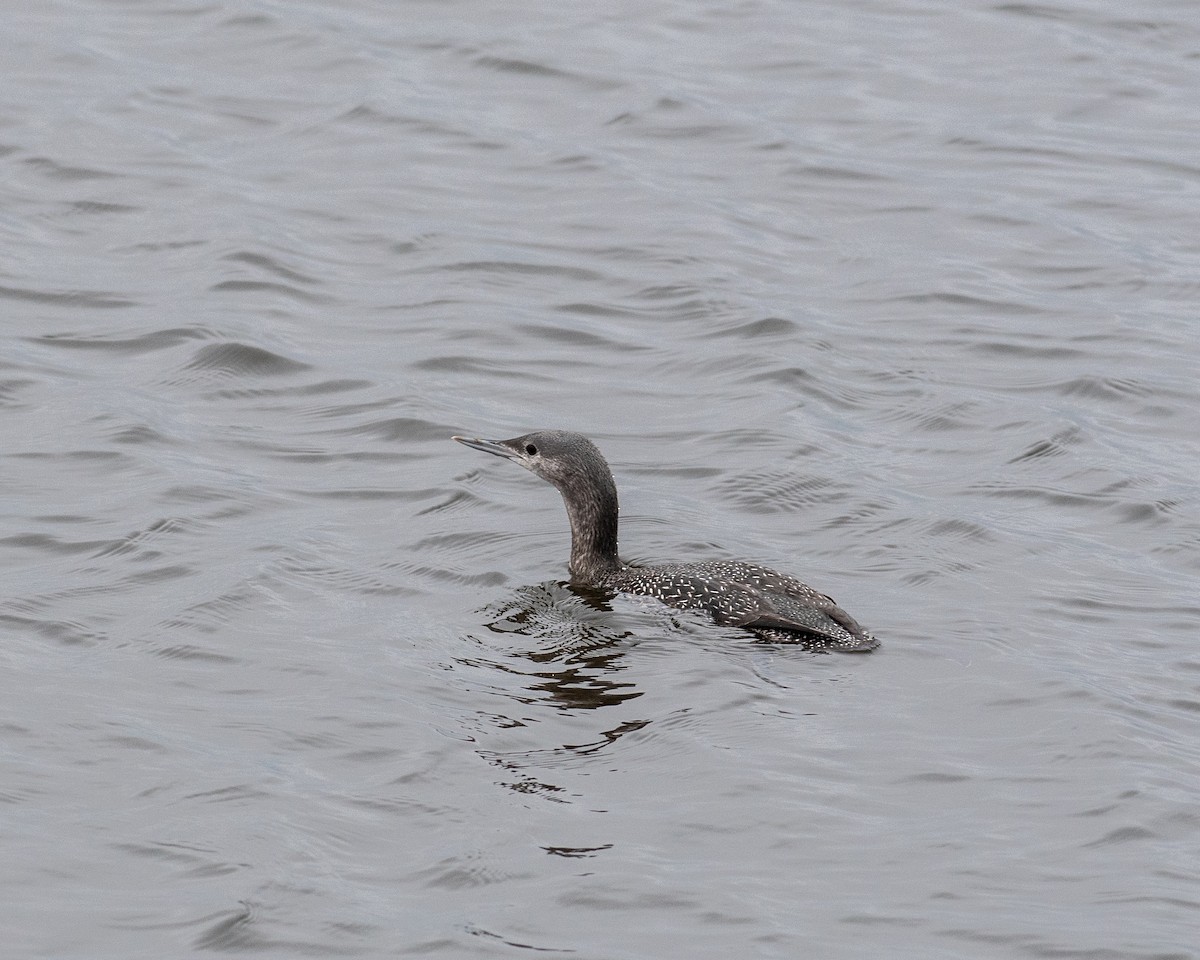 Red-throated Loon - ML611833907