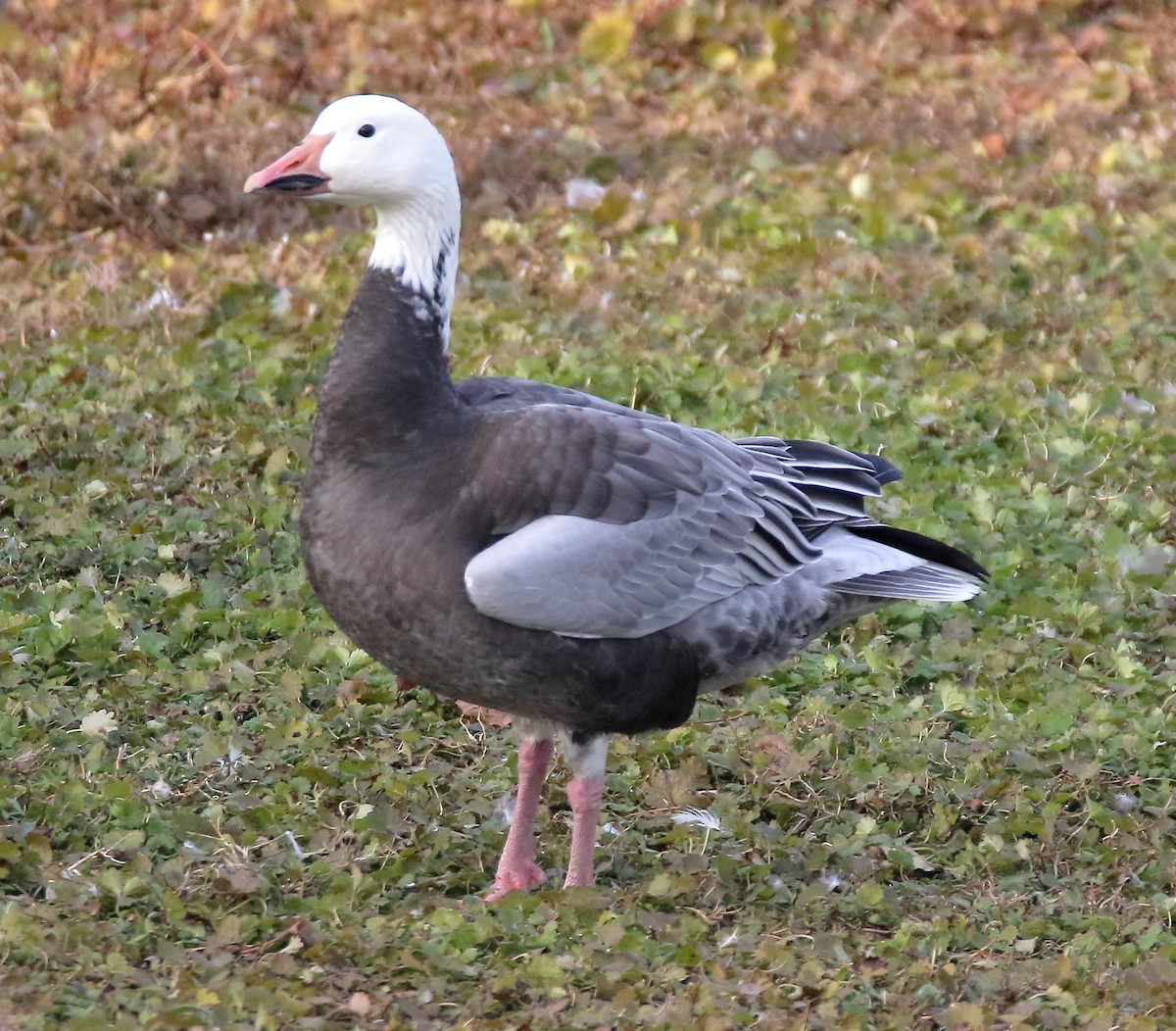 Ebird Checklist Dec Martindale Lane Forest Hill