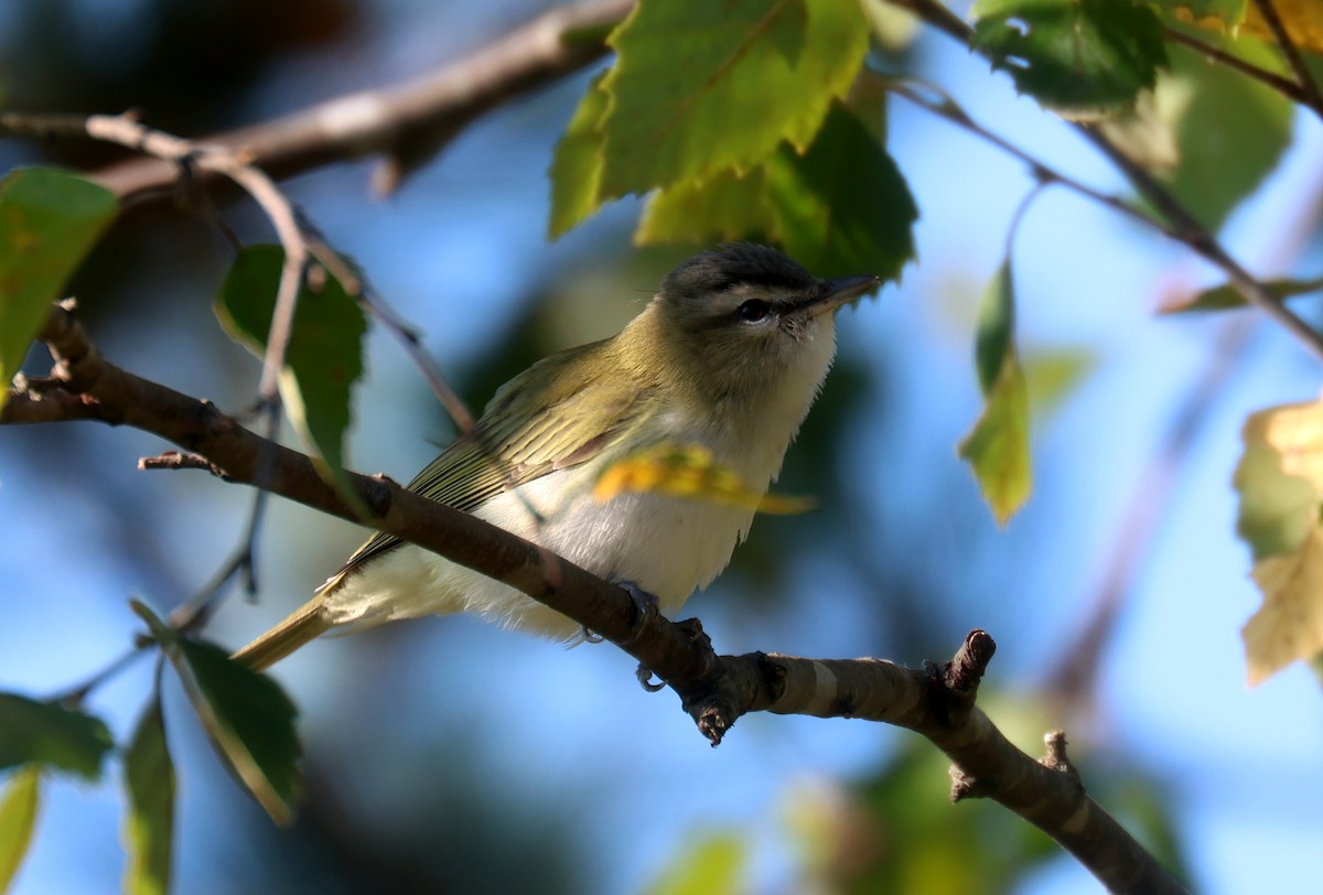 Red-eyed Vireo - ML611834580