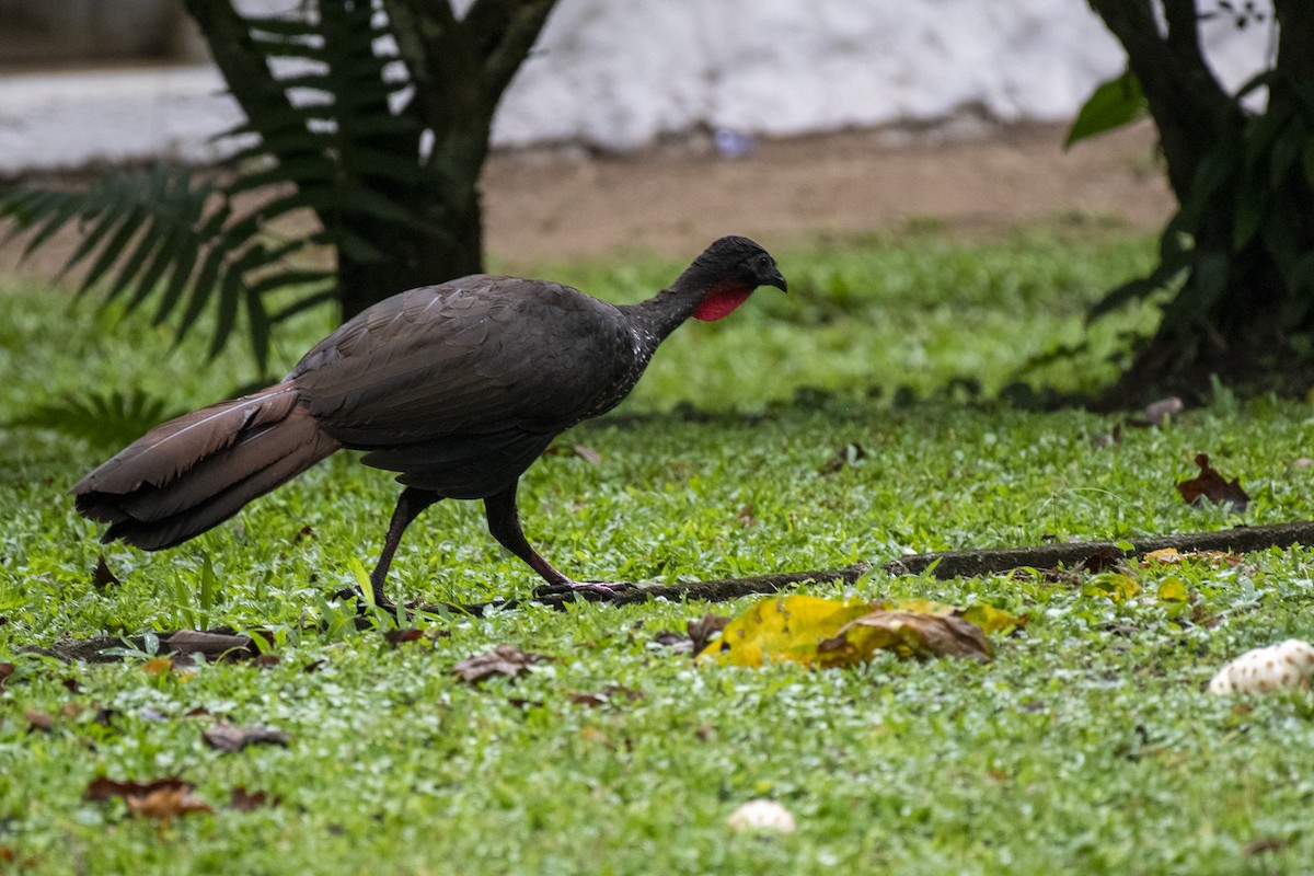 Crested Guan - ML611834623