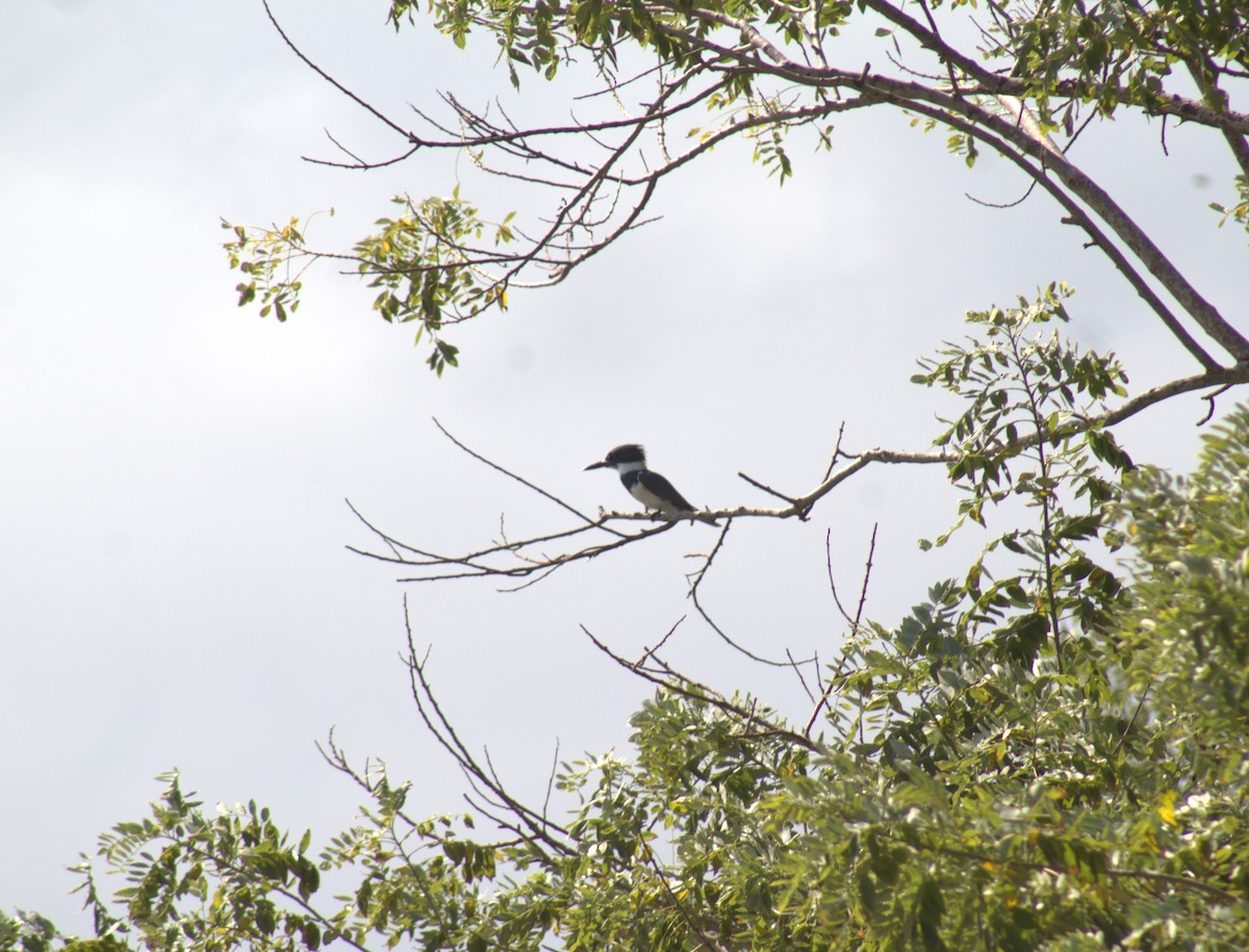Belted Kingfisher - Maria Del Pozo