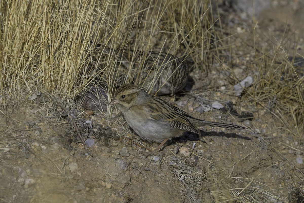 Clay-colored Sparrow - ML611835174