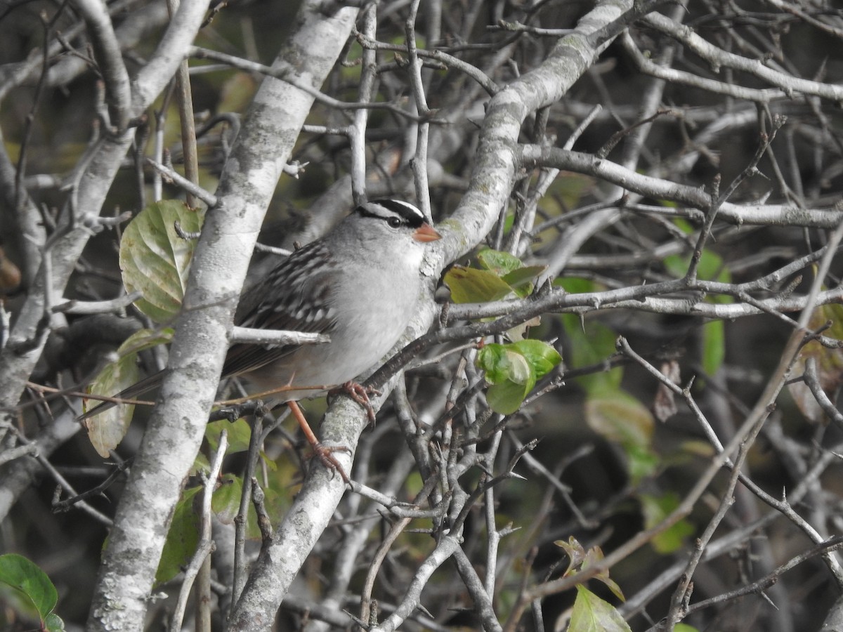 White-crowned Sparrow - ML611835531