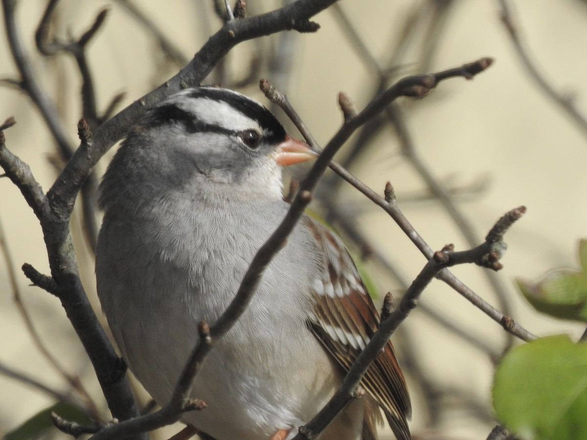 White-crowned Sparrow - ML611835551