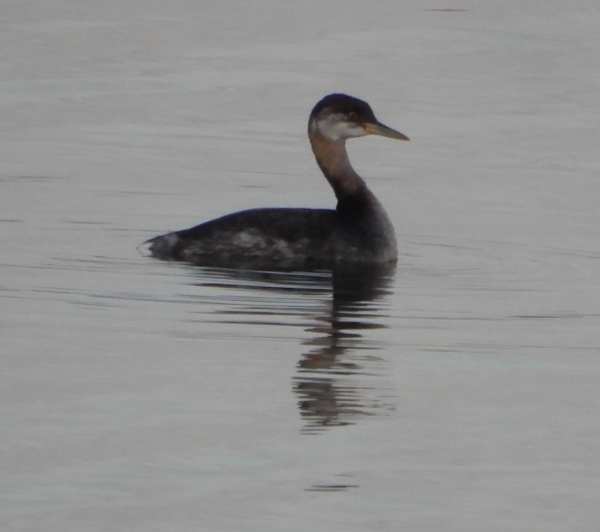 Red-necked Grebe - ML611836002