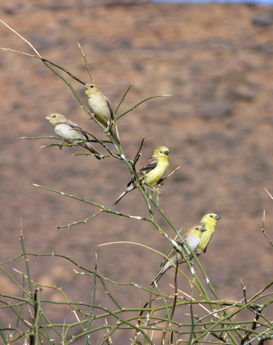 Sudan Golden Sparrow - ML611836752