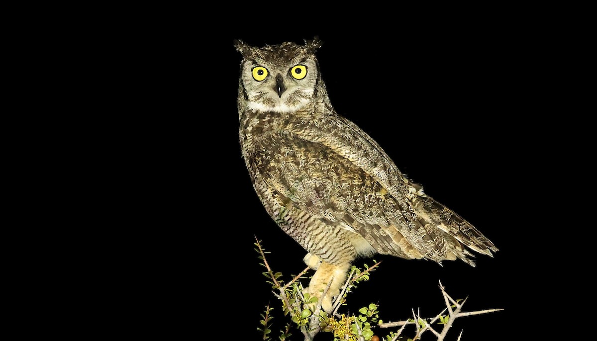 Lesser Horned Owl - ML611836890