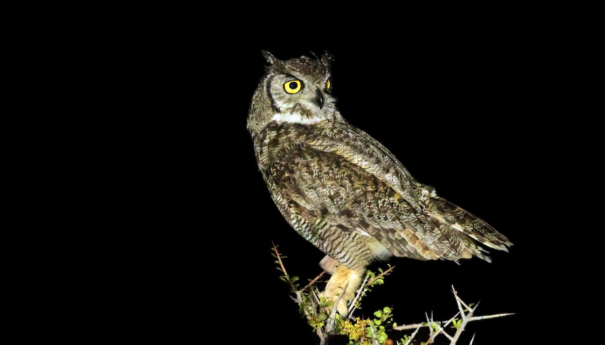 Lesser Horned Owl - ML611836892