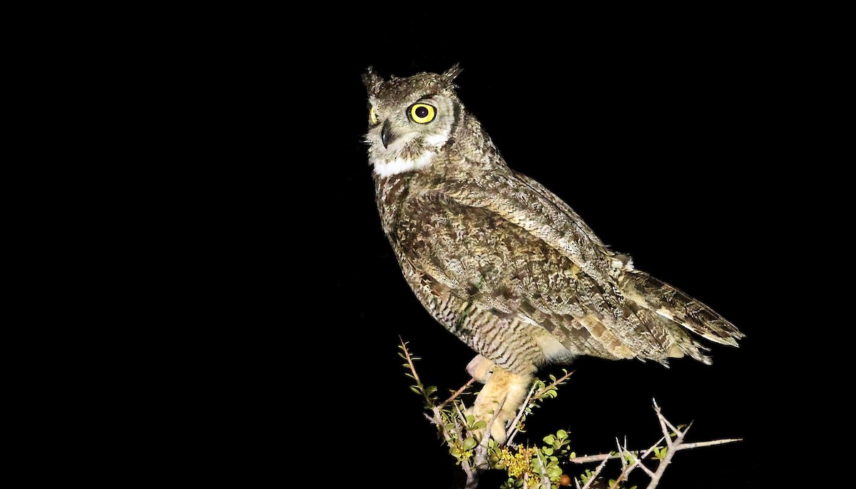 Lesser Horned Owl - ML611836893