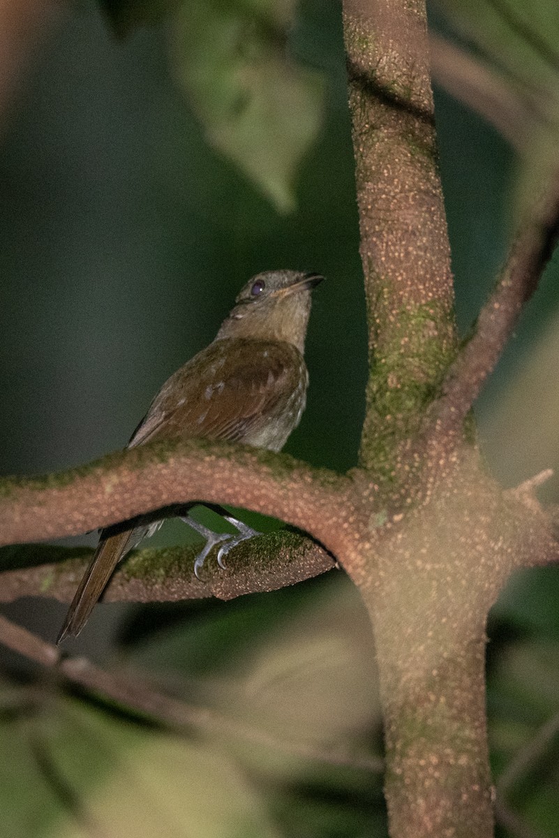 Brown-winged Schiffornis (Brown-winged) - ML611837071