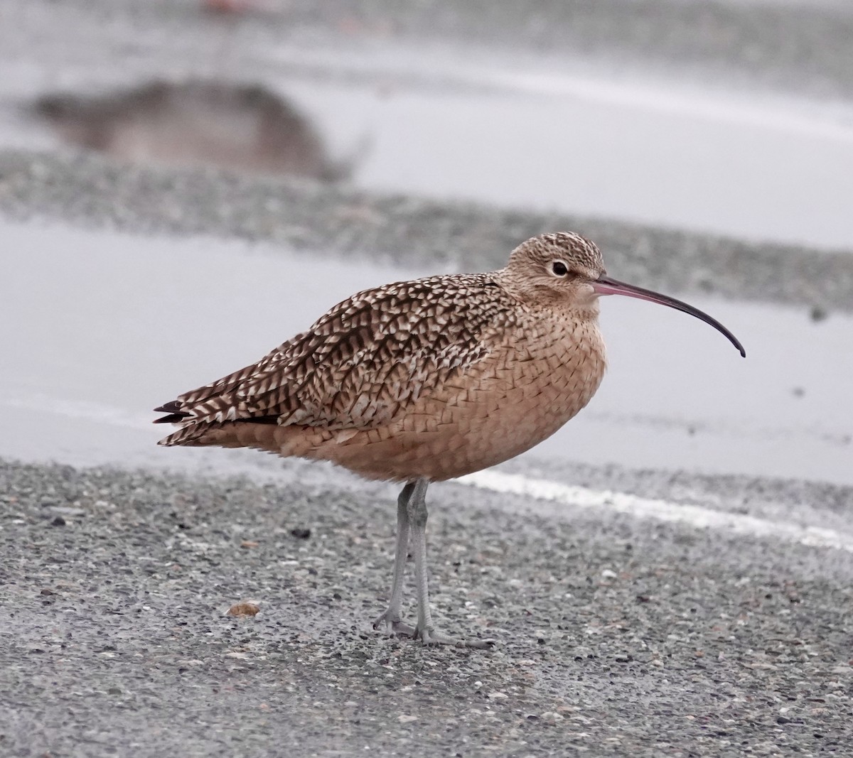 Long-billed Curlew - ML611837877