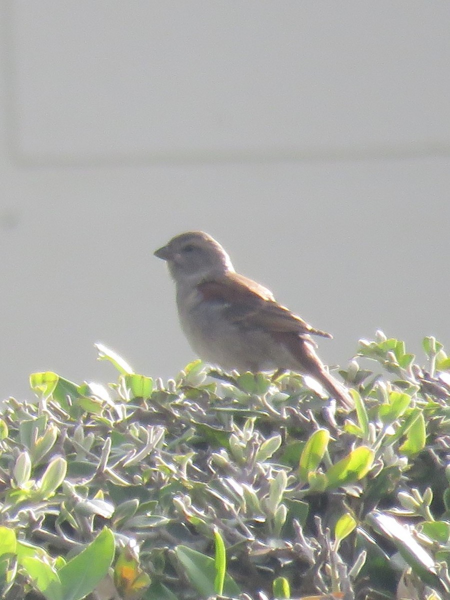 Cape Sparrow - ML611838131