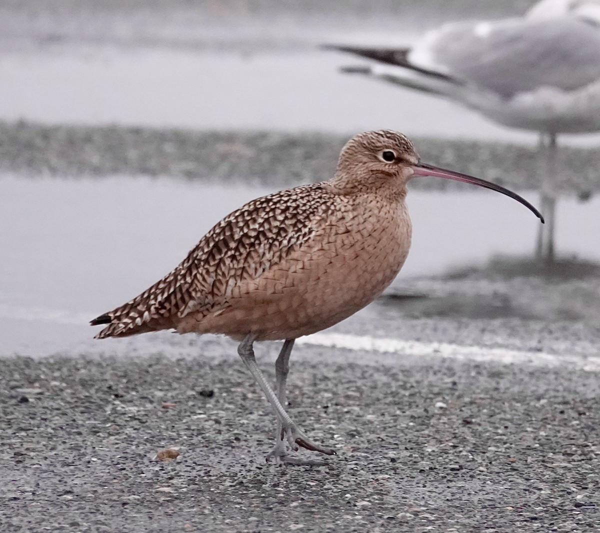 Long-billed Curlew - ML611838156